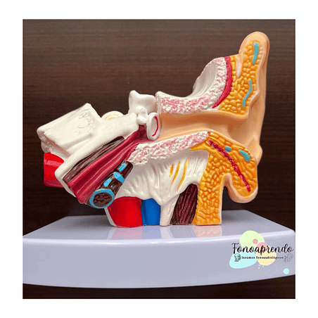 Maqueta de oído humano 2