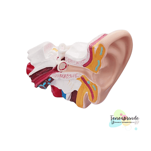 Maqueta de oído humano