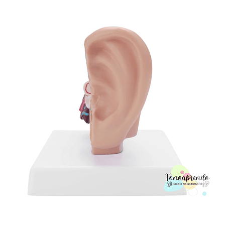 Maqueta de oído humano 3