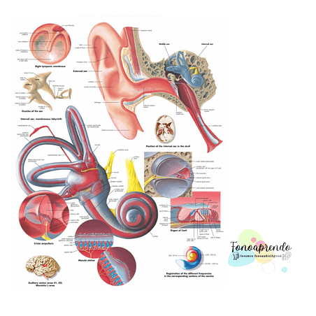 Póster oído español  1