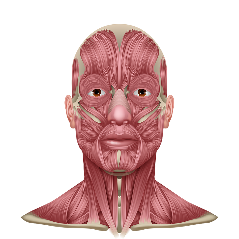 Motricidad Orofacial / Habla