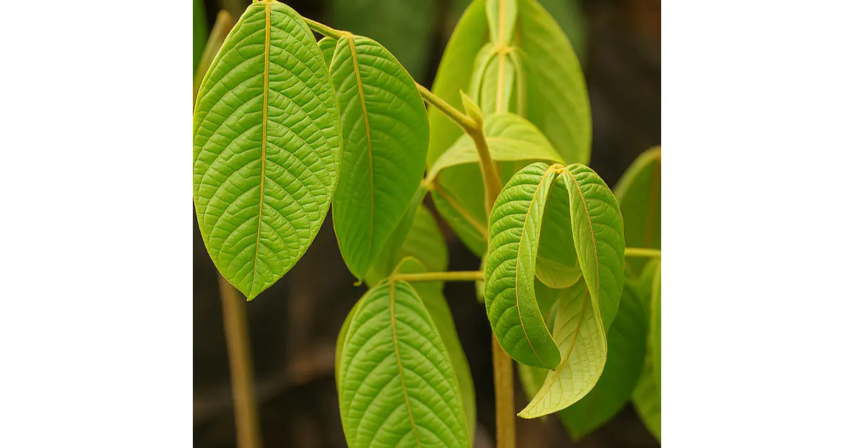 Venta de Guamo (Inga edulis) para reforestación y sombra