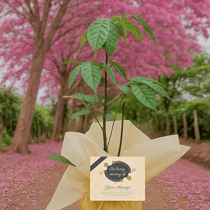 Árbol para sembrar en memoria | Kit conmemorativo ecológico