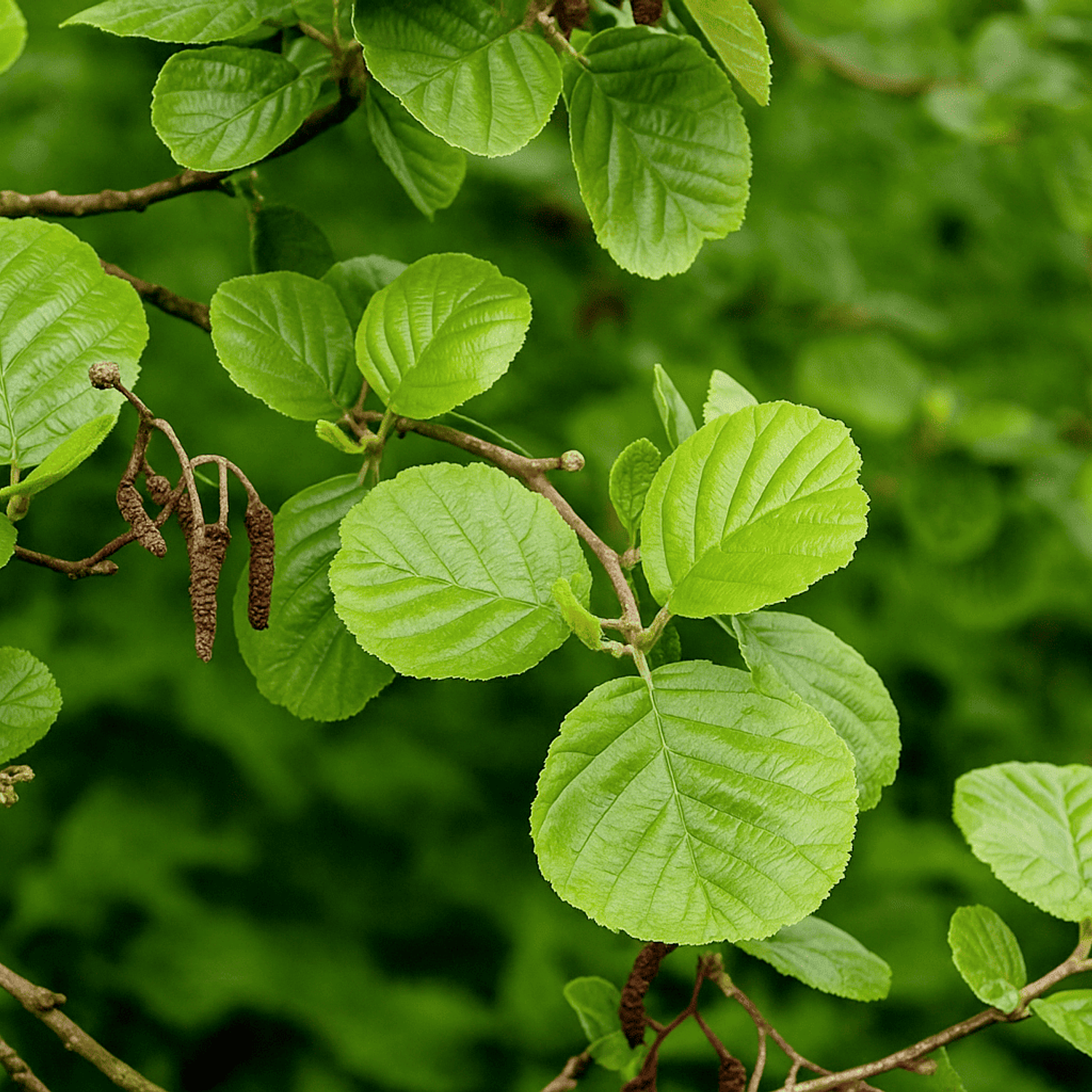 Aliso (Alnus acuminata)