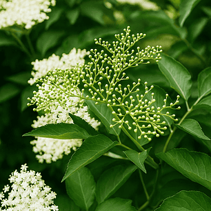 Sauco (Sambucus peruviana)