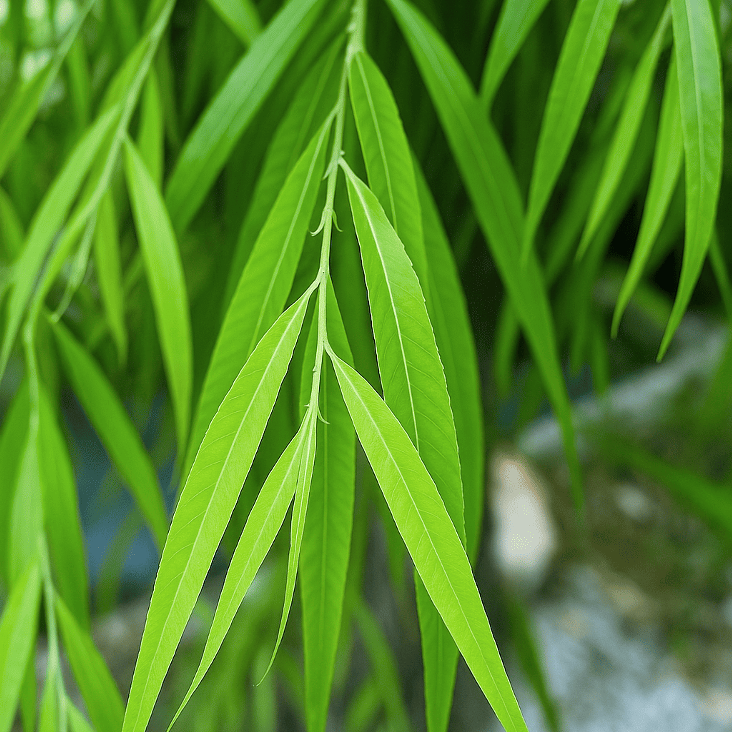 Sauce, mimbre  (Salix humboldtiana) 