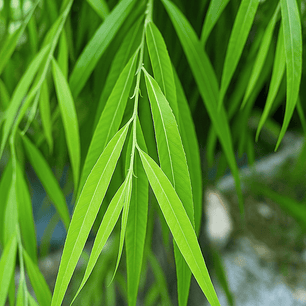 Sauce, mimbre  (Salix humboldtiana) 