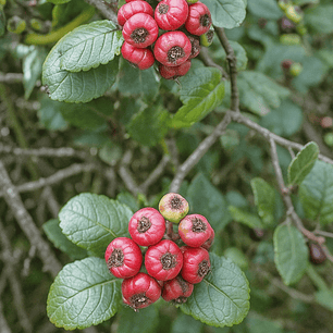 Mortiño (Hesperomeles goudotiana) 