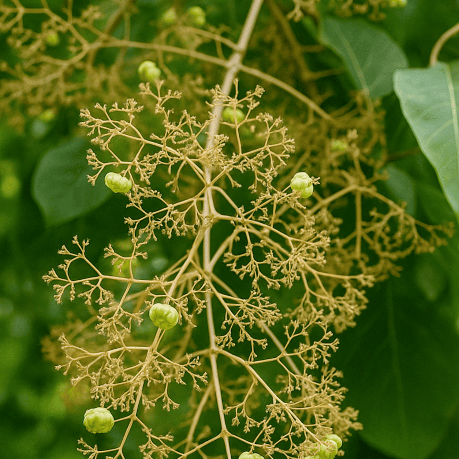 Teca (Tectona grandis) 