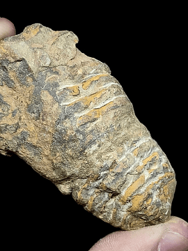 Fósil de Trilobite #3