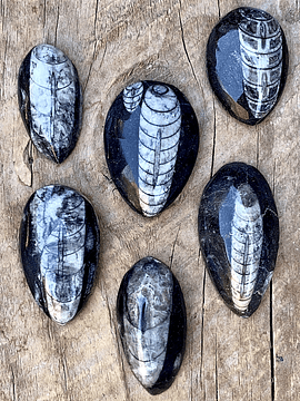 Fósiles de Orthocera pequeños