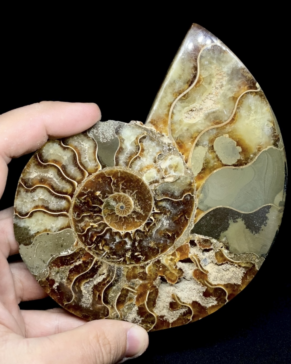 Fósil de Ammonite XL #1