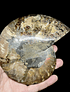 Fósil de Ammonite XL #1