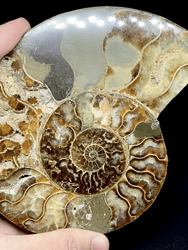 Fósil de Ammonite XL #2