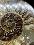 Fósil de Ammonite XL #2