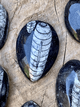 Fósiles de Orthocera grandes