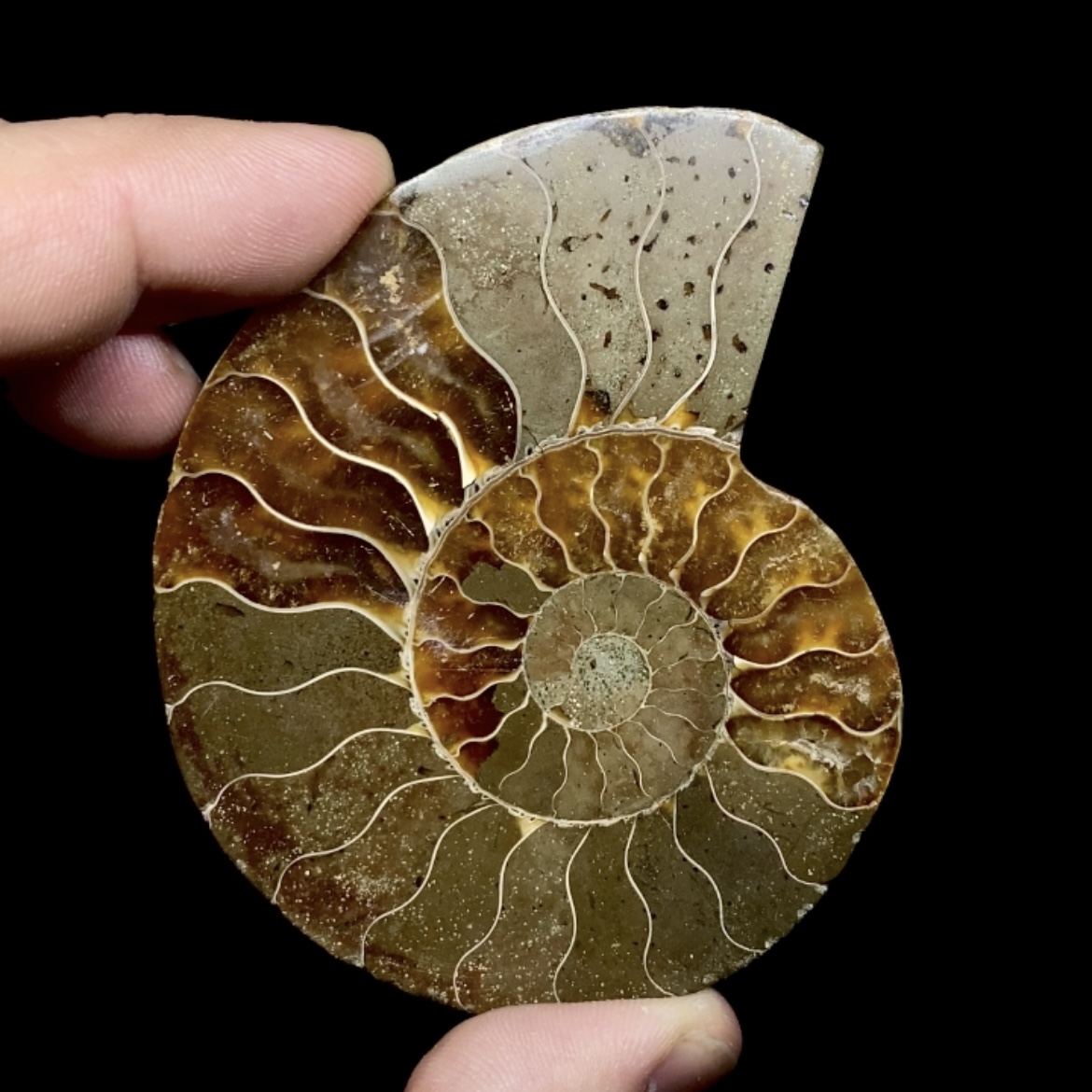 Fósil de Ammonite XL #3