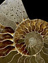 Fósil de Ammonite XL #3