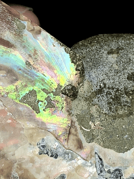 Fósil de Ammonite XL #5