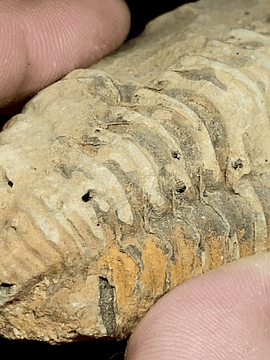 Fósil de Trilobite #1