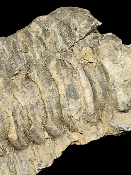Fósil de Trilobite #2