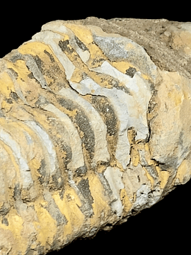Fósil de Trilobite #4