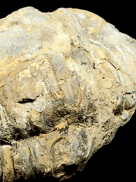 Fósil de Trilobite #9