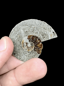 Fósil de Ammonite opalescente #3