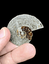 Fósil de Ammonite opalescente #3