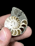 Fósil de Ammonite opalescente #6