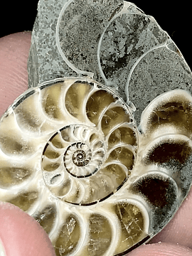 Fósil de Ammonite opalescente #6