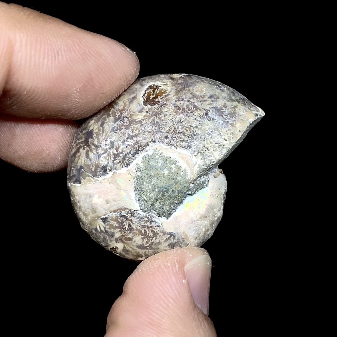 Fósil de Ammonite opalescente #8