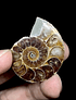 Fósil de Ammonite opalescente #8