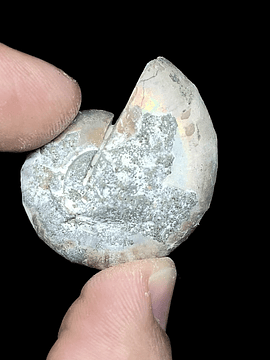 Fósil de Ammonite opalescente #11