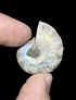 Fósil de Ammonite opalescente #13