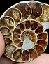 Fósil de Ammonite opalescente #13