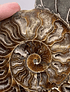 Par Fósiles de Ammonite opalescente #1