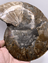 Par Fósiles de Ammonite opalescente #2