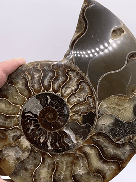 Par Fósiles de Ammonite opalescente #2