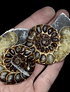 Par Fósiles de Ammonite opalescente #3