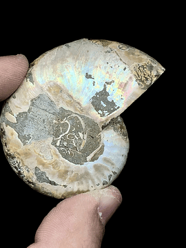 Par Fósiles de Ammonite opalescente #4