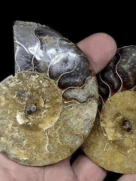Par Fósiles de Ammonite opalescente #5