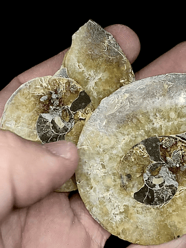 Par Fósiles de Ammonite opalescente #7