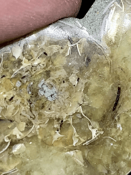 Fósil de Ammonite opalescente #4