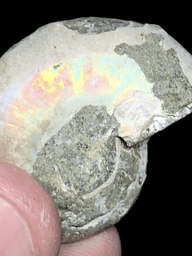 Fósil de Ammonite opalescente #7
