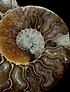 Fósil de Ammonite XL #7
