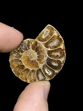 Fósil de Ammonite opalescente #2
