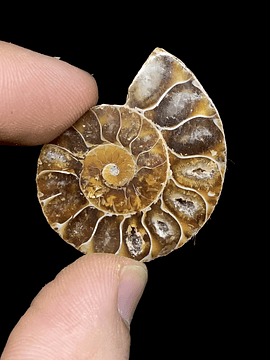 Fósil de Ammonite opalescente #10