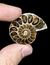 Fósil de Ammonite opalescente #6