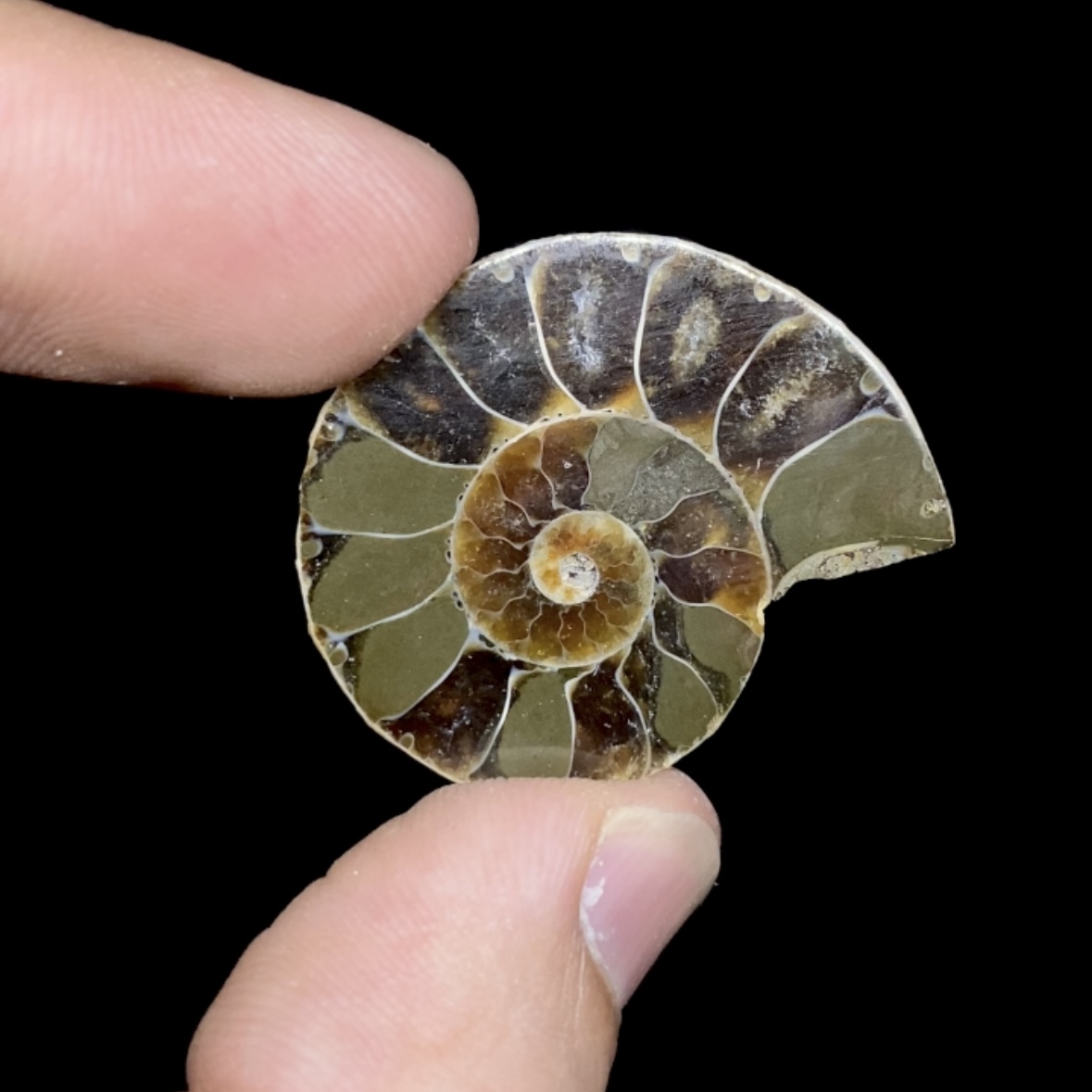 Fósil de Ammonite opalescente #9